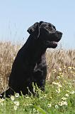 LABRADOR 029